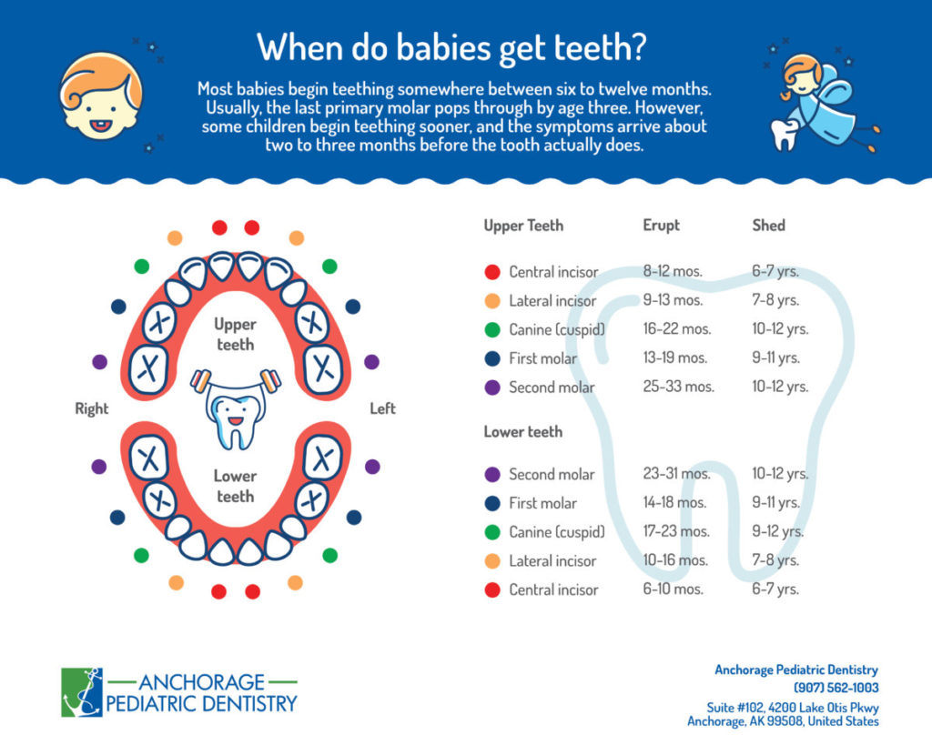 Infant Teething Chart